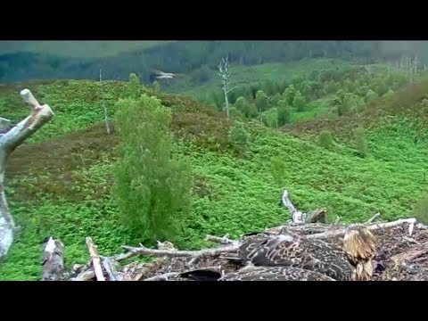 FLEDGE! Doddie the Loch Arkaig Osprey chick makes his first flight 18 Jul 2020