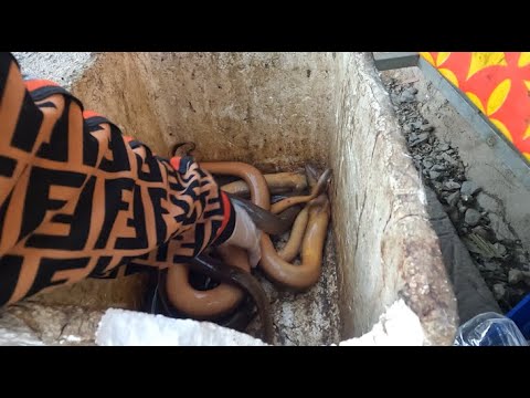 Cambodian 2 Routine Fresh Market Food In The City   Snail, Clam, Fried Noodle, Pork, & More