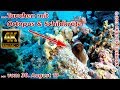 Tauchen mit Octopus & Schildkröte , Marsa Alam, Frieder, Lagona Divers - Marsa Alam, Happy Life Resort, Marsa Alam, Ägypten, Marsa Alam und südlich