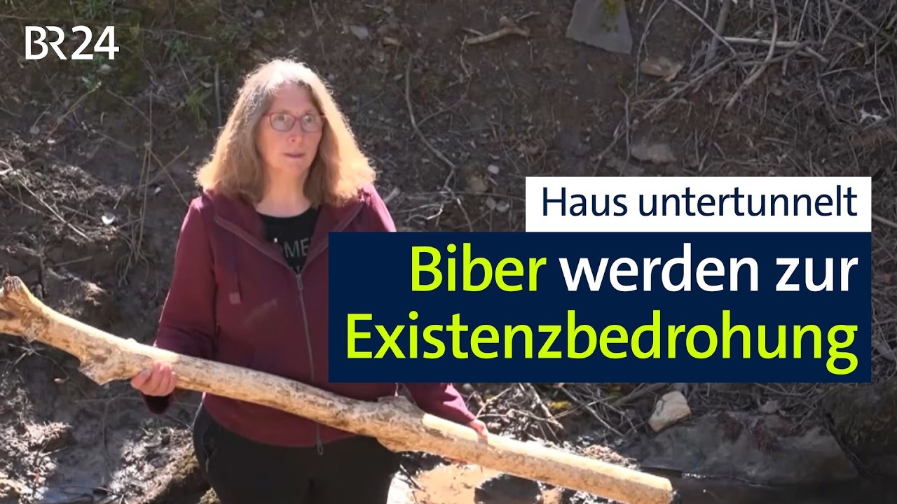 Biber unterhöhlen ihr Haus - und niemand hilft | BR24