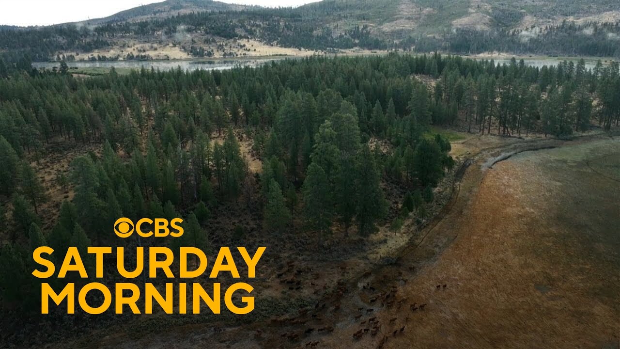 How forests are being restored after wildfires