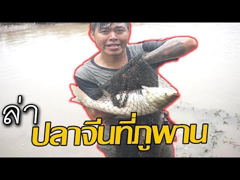 ลดลงจากแรงซื้อใน Kharkov ในร้านขายยา เชื้อโรคด้วงหญิงตุ่ม