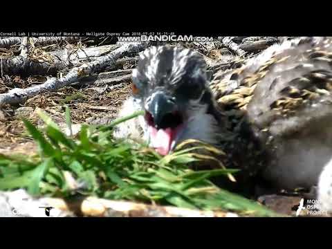 Hellgate Osprey - Closeups of nestling, then cries for fish - M 7/2/18 @ 4:15p their time