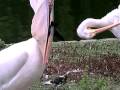Pelican Eating A Pigeon