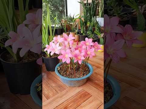 , title : 'Growing Rain Lily flower Bulbs.. 8 Months Growth Update. #rainlily #flowers #propagation'