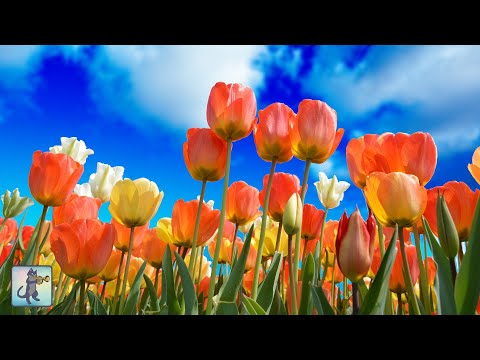 Spring Flowers 🌼 Beautiful Nature Scenery & Relaxing Music
