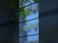Sun Sathiya Mahiya Status ️ WhatsApp Status Alone Status