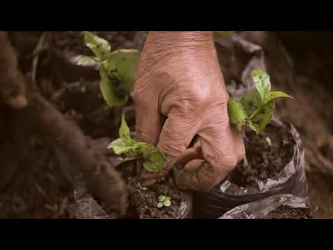 Filmy o kawie | FILMS for FOOD 14.12.2019