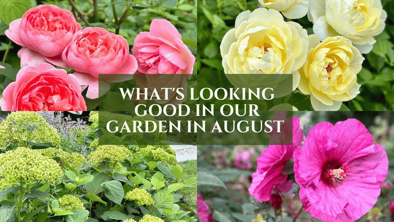 Zone 5b Perennials Top Picks for Your Garden