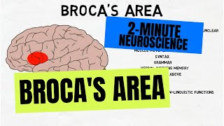 Broca's Area