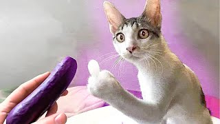 FUNNIEST DOGS AND CATS EXTRAORDINARY FUNNY AND CUTE ANIMAL VIDEOS COMPILATION 2023 CUTE ANIMAL