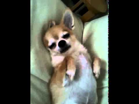 Léčení strachu u Matýska pomocí audioterapie pro psy