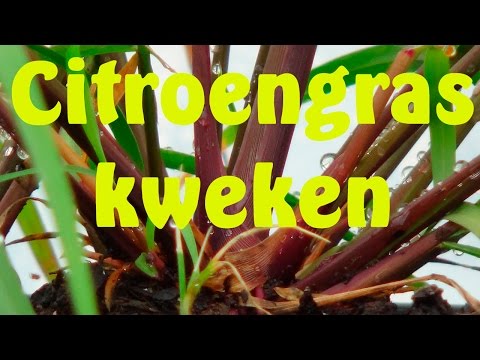 , title : 'Citroengras kweken'