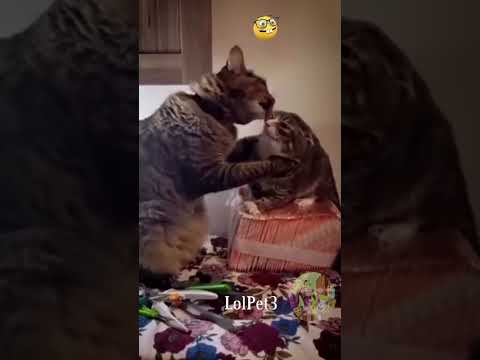 Funny Reactions Part 4 #cutepets #cutecats #cat #shorts #funnycats #pets #meowing #catlover