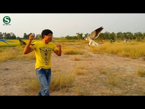 Huấn luyện chim ưng và vẹt săn mồi | trained falcon on the hunt