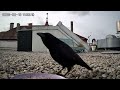 Best of Hood Life - Why i love Crows 1