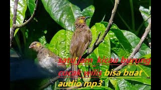 Download lagu SATU JAM AUDIO KICAU BURUNG CUCAK WILIS GUNUNG BISA BUAT AUDIO MP3 #KICAUBURUNG #MASTERAN mp3