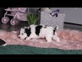Miniature Poodle dogs for sale: Lilac - Video 1