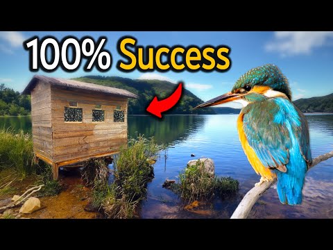 Wildlife Photography in the UK's BEST Kingfisher Hide