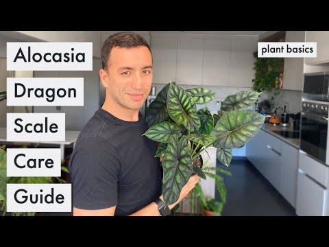 Ultimate Alocasia Dragon Scale Care Guide | Alocasia Care Guide | Houseplant Care