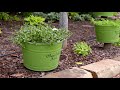 Taking a look at Mint Varieties: Top 5 Herbs