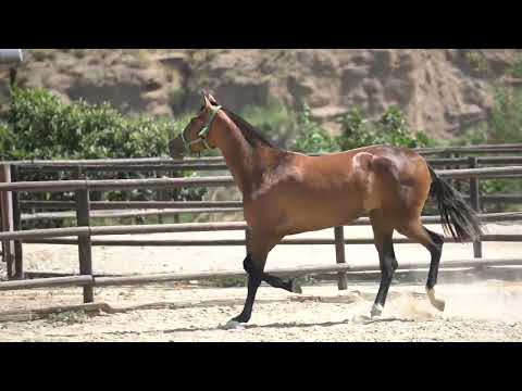 Saeta Dimoba, julio 2022