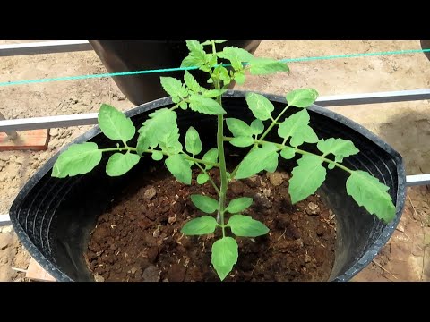 , title : 'Cách tỉa cành cho cây cà chua | How do tomatoes grow?'