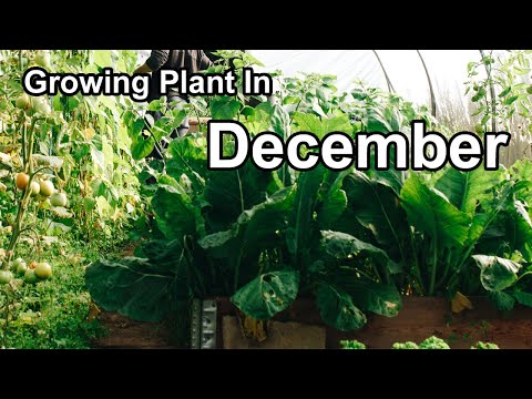 , title : 'What Can I Plant in December | December gardening