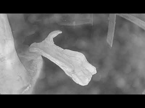 Otter, Calvert Marine Museum