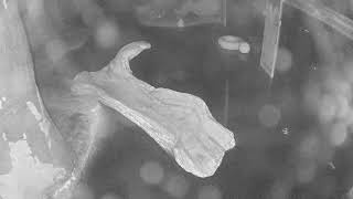 Maryland · Playful Otters at Calvert Museum live stream