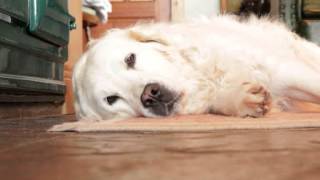 Helios - Halving The Compass.