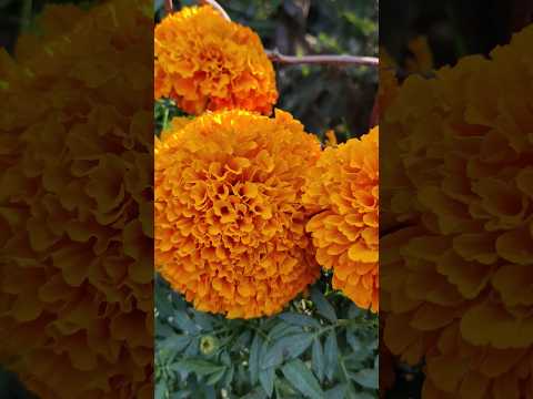 Genda ful transformation. #gadaFul #gendaFul #flower #rooftopgarden #gardening #genda #gada