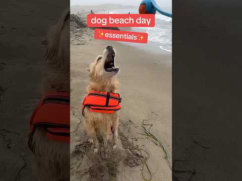 Some of our favorite beach products! #BeachDog #dogsafety #shorts