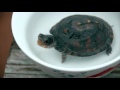 Dj Food - Turtle Soup - Wagon Christ Mix