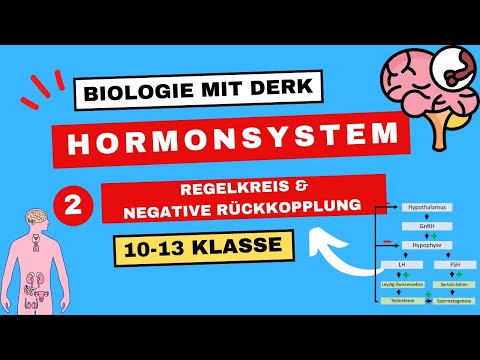 Hormonsystem | 2 | Regelkreis & Negative Rückkopplung | 10 - 13 Klasse