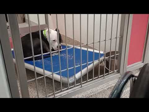 Magpie 1y A857704 Boomer-back 6y A848329 kennel 124 PACC shelter Magpie slept on cot, seems groovy19