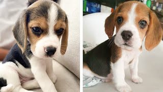 AWW 🥰 The Best Adorable Beagle Puppies in The Planet Makes Your Heart Melt | Cute Puppies