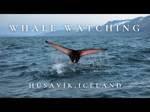 Whale Watching in Iceland!! | Húsavík Adventures