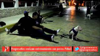 preview picture of video 'Perros Pitbull en el malecón de Progreso'