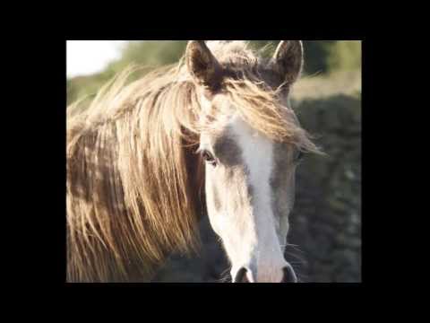 personified (Aja Justified / Aisha el bri )