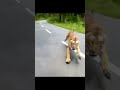 Tiger Attack