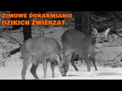 "Zima w lesie" (1966) /CAŁY FILM/