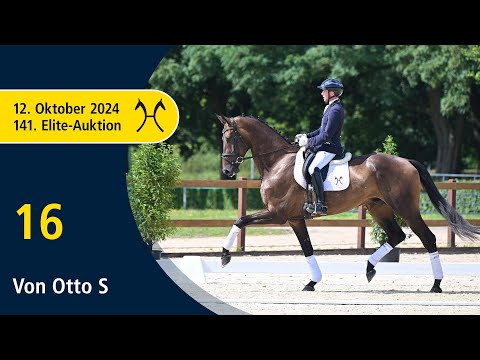 No. 16 Von Otto S by Valdiviani - St. Schufro | 141. Verden Elite-Auction on October, 12th