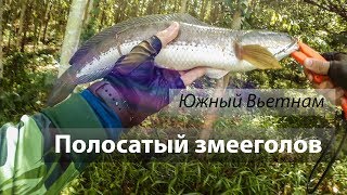 Рыбалка я.вагнер тайланд змееголов роза ветров турфирма туры в тайланд