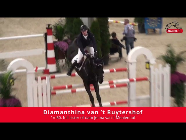 Implanted Embryo Comme il Faut x Diamant de Semilly