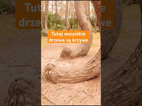 Krzywy Las pod Szczecinem - atrakcja turystyczna w Zachodniopomorskiem | majówka 2023