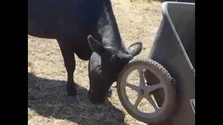 Norma Jean and her wheelbarrow
