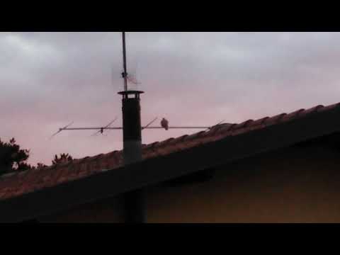 (766) 108" 326° CHI SI CERCA SI TROVA FOSSERO ANCHE DUE UCCELLINI.. CHE GUARDANO IL SOLE ROSSO.