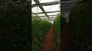 preview picture of video 'Green House Vegetable cultivation - Vijayettan's farm'