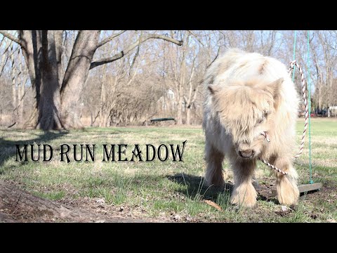 Mini Highland Cow Life Span